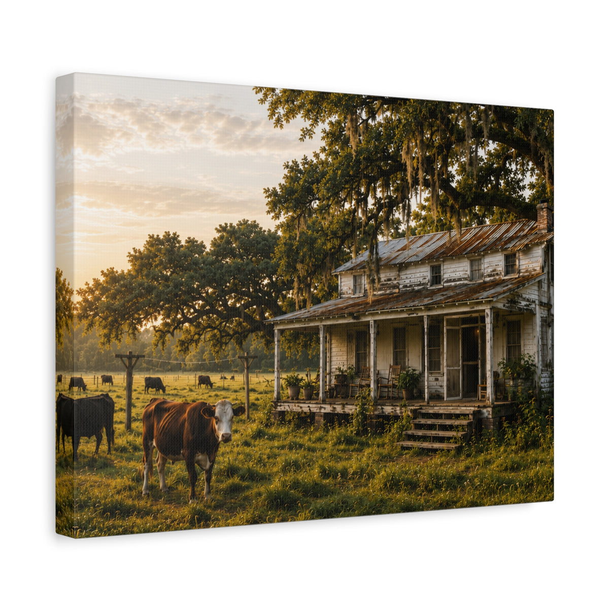 A rectangular The Good Old Homestead canvas print showing a weathered two-story farmhouse with a front porch in a grassy pasture, with a cow in the foreground, cattle, moss-draped oak trees, and warm sunset light, photographed at an angle on a white background.