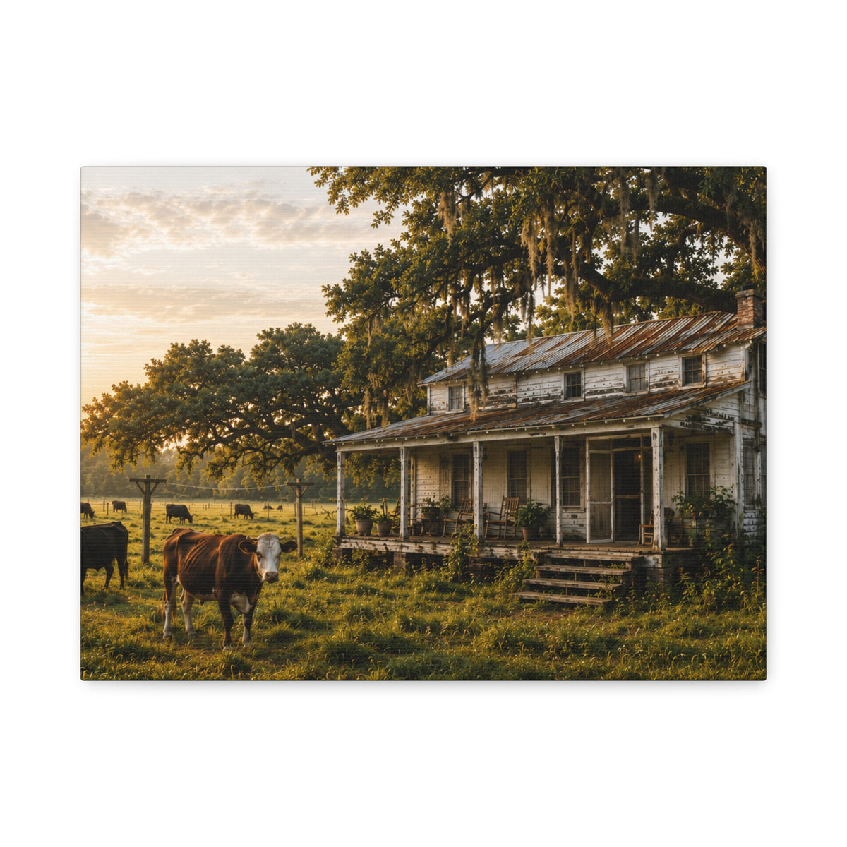 A rectangular The Good Old Homestead canvas print showing a weathered two-story farmhouse with a front porch in a grassy pasture, with a cow in the foreground, cattle, moss-draped oak trees, and warm sunset light, photographed on a white background.