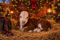 The Christmas Calf Canvas Print